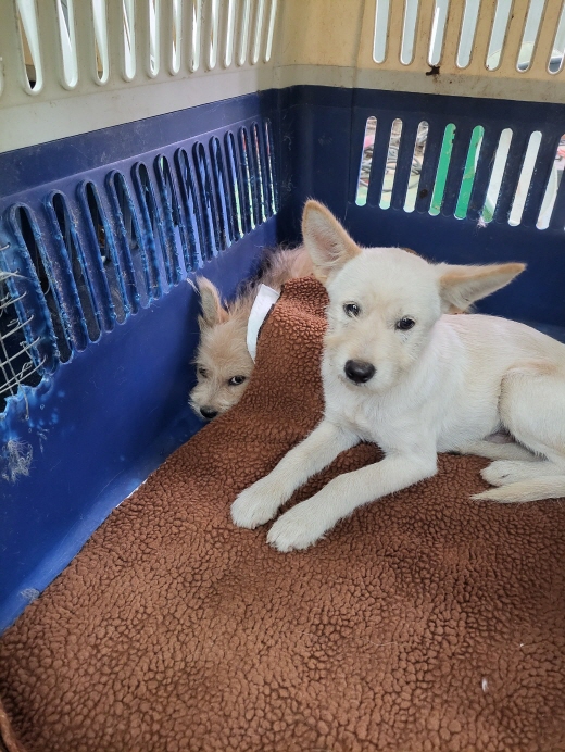 함안군유기동물보호소_448540202300317